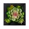 Melrose Succulent Wall Box Hanging Decorations - 6" - Set of 6